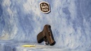 USED RUGER LCP MAX 380ACP