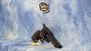 USED TAURUS DEPUTY SINGLE ACTION 357 MAGNUM 4-5/8" BBL