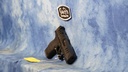USED WALTHER PDP COMPACT 9MM OPTCS READY