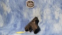 USED SMITH & WESSON M&P9C 9MM
