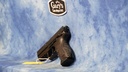 USED HECKLER & KOCH P30 9MM BLACK N/S
